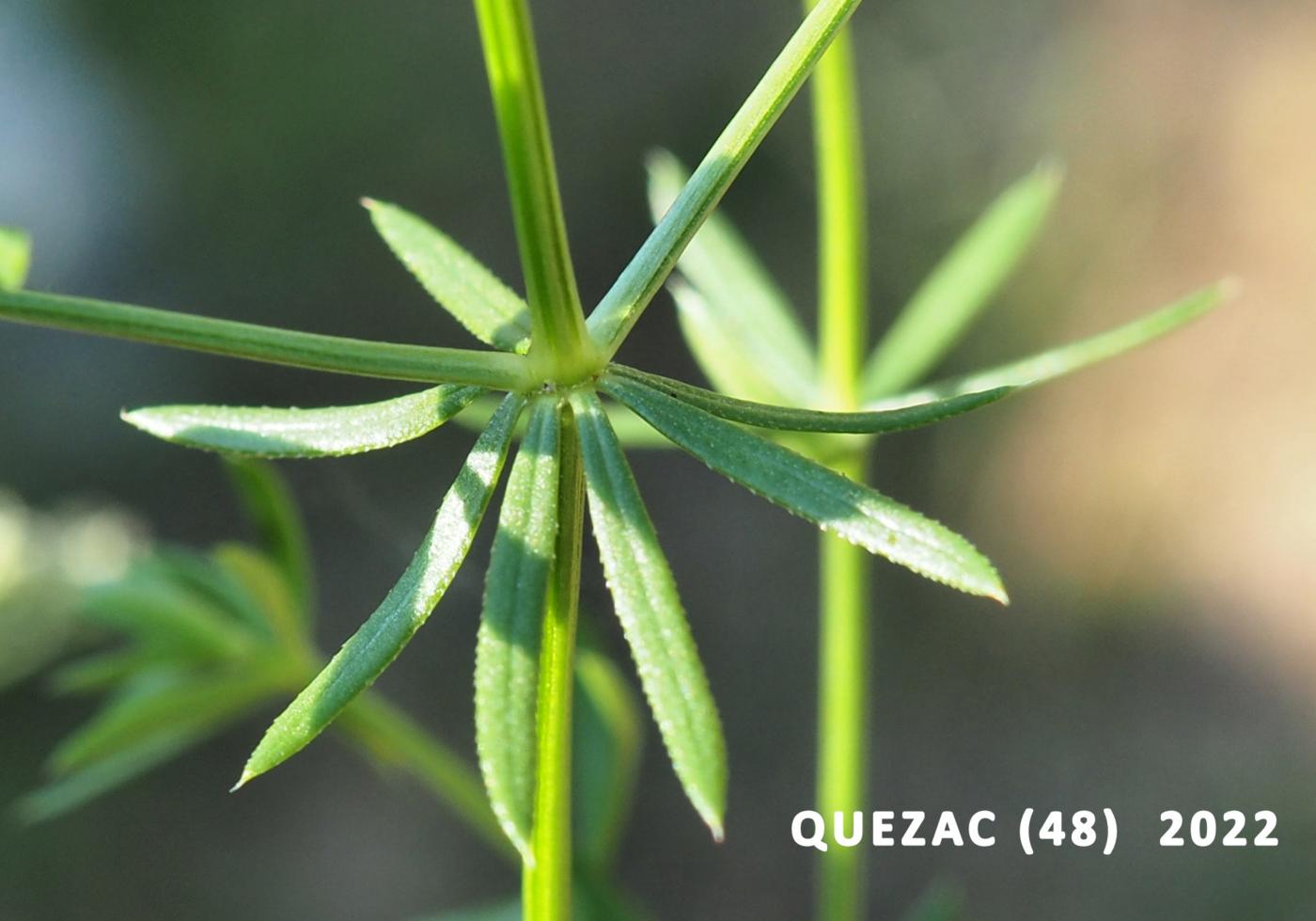 Bedstraw, (Shiny-leaved) leaf